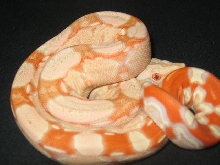 25% suri albino boa male