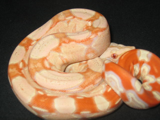 25% suri albino boa male