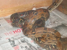 small male boa breeding big female pic 2