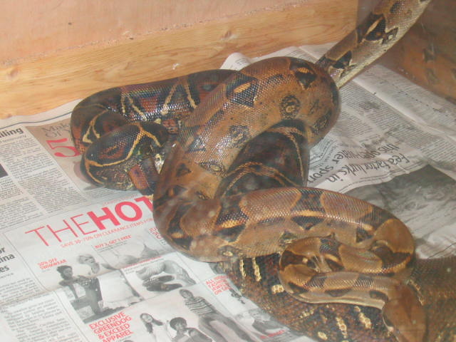 small male boa breeding big female pic 2