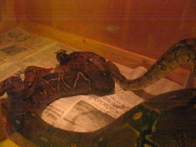 small male boa breeding big female!