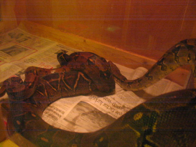 small male boa breeding big female!