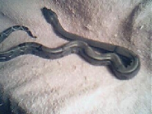 weissboa pic 2