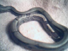 weissboa