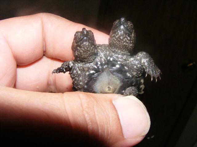 my 2 headed snapper