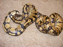 what morph are they!
