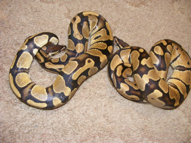 what morph are they!