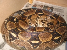 Gravid Boa