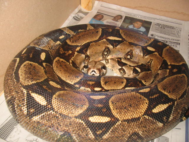 Gravid Boa