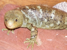 monkeytail Skink