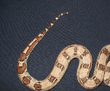 great looking tail