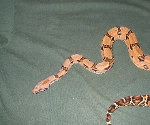 female boa