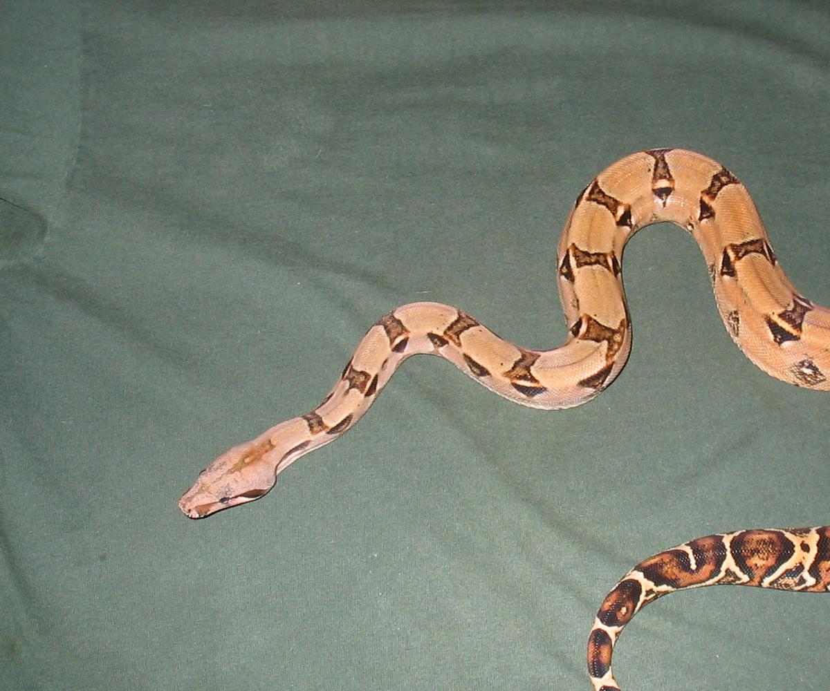 female boa