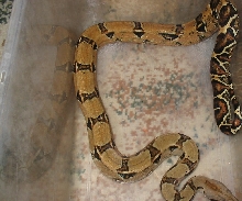 female boa pic 2