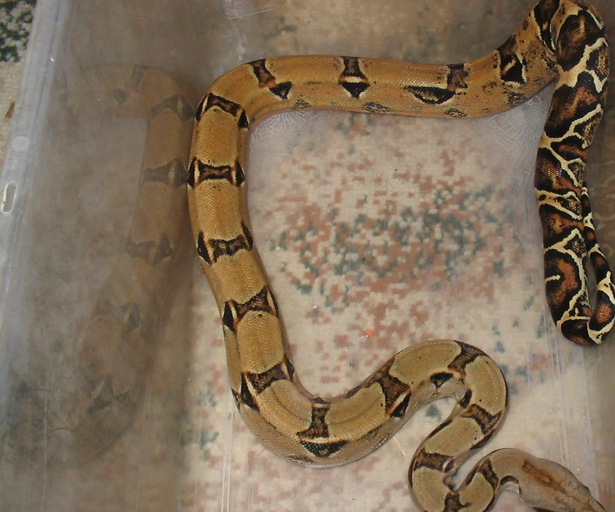 female boa pic 2