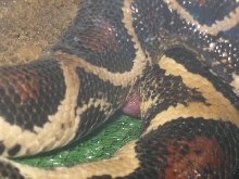 Boas breeding
