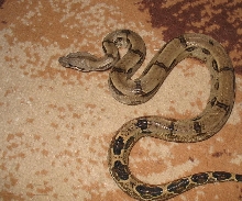male boa