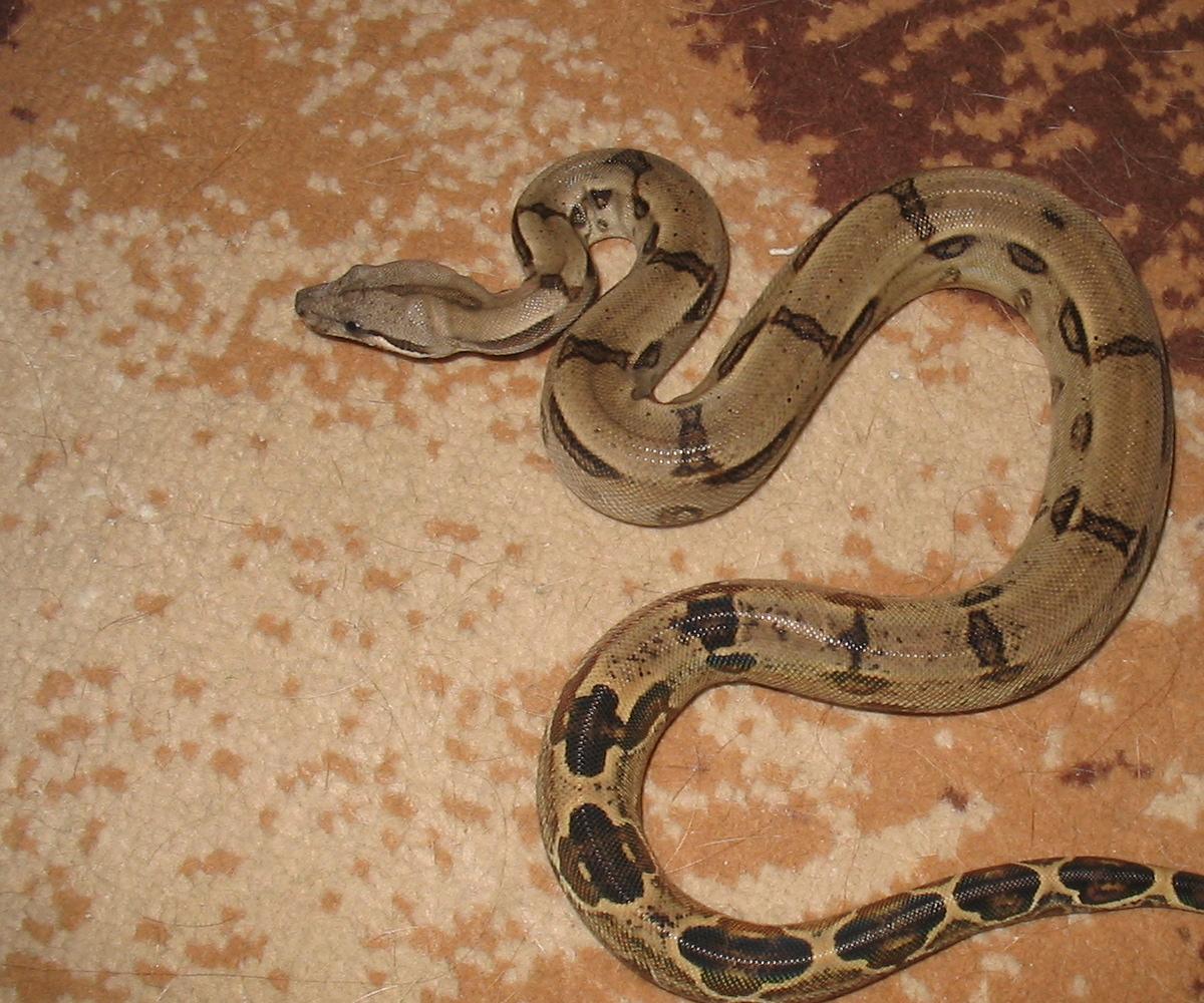 male boa