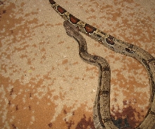 another male boa