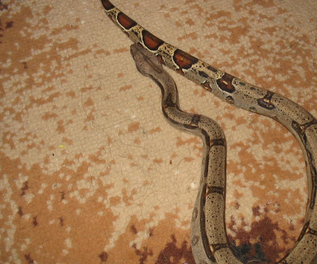 another male boa