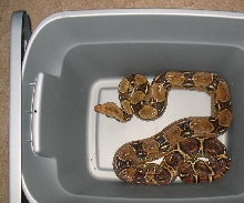 mom of my nice looking boas