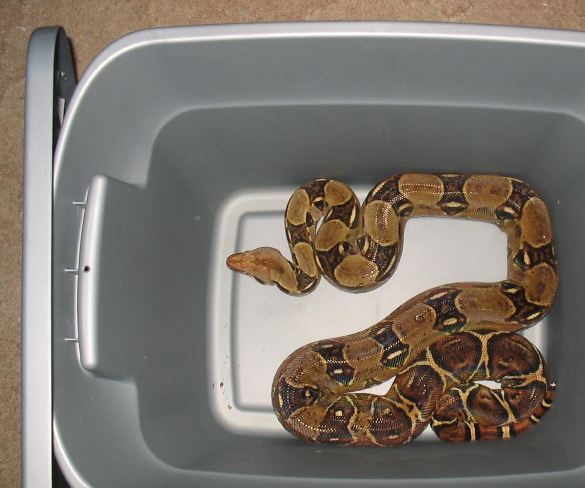 mom of my nice looking boas
