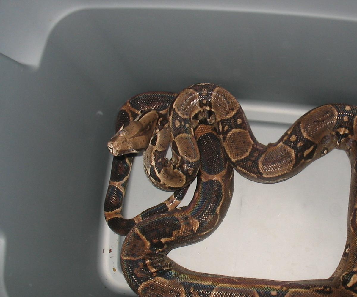 father of my nice looking boas