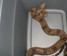 my favorite male boa