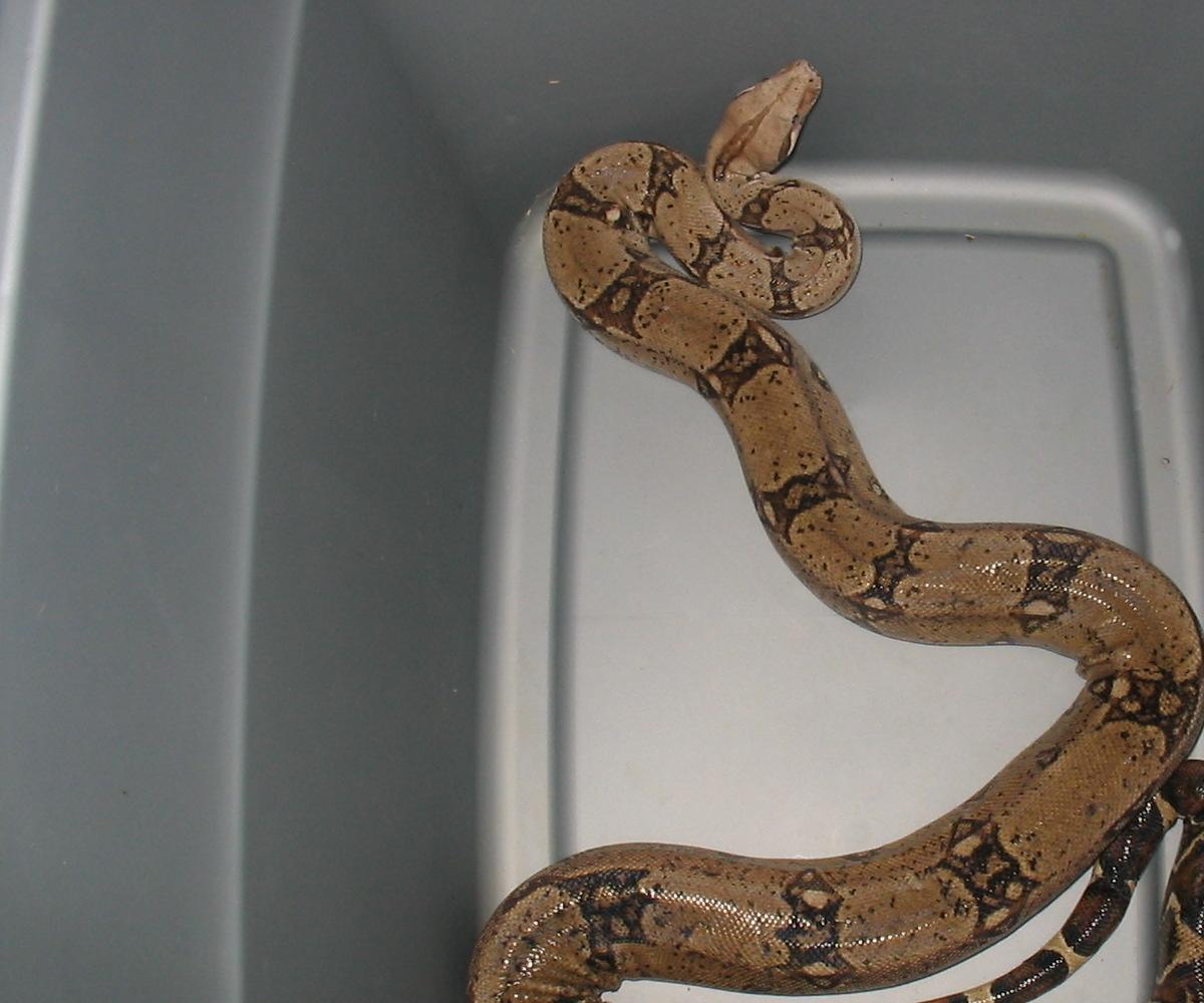 my favorite male boa