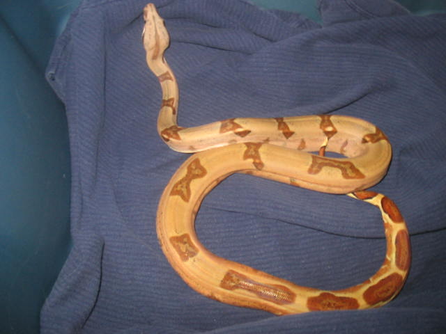 male hypo 6-22-06