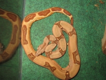 my new boa