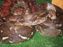 female boa from a friend