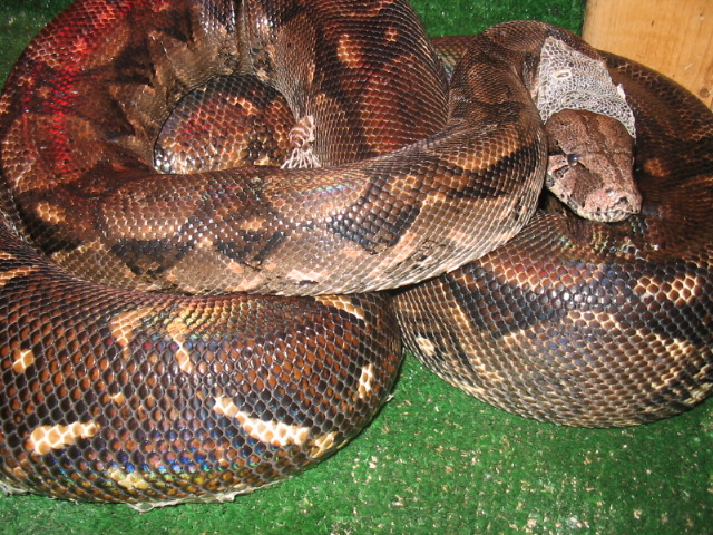 female boa from a friend