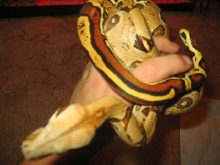 check his tail out