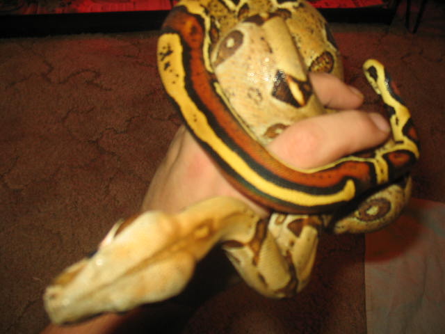 check his tail out