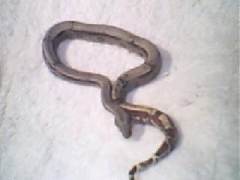 weissboa pic3