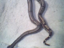 weissboa pic 4