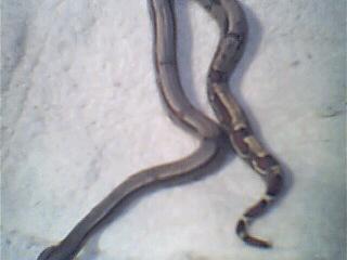 weissboa pic 4