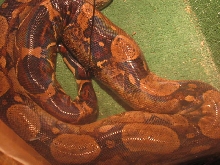 gravid female boas 10-9-06