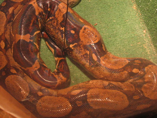 gravid female boas 10-9-06