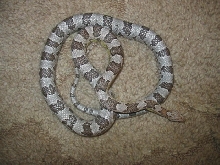 corn snake