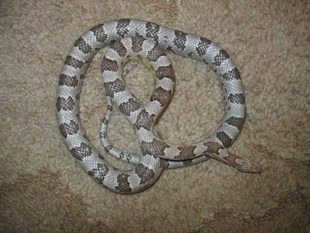 corn snake