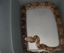 unknown female boa