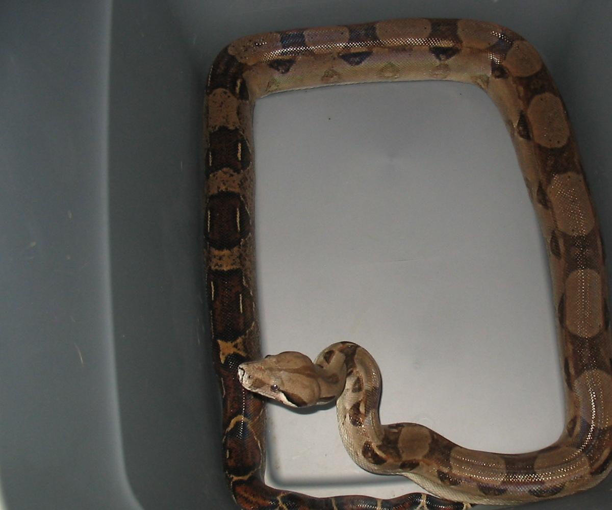 unknown female boa