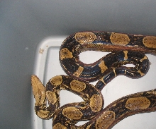 male boa laddertail