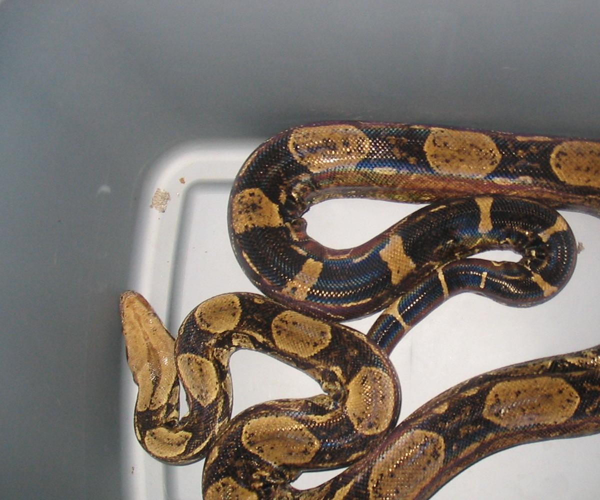 male boa laddertail