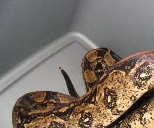 side veiw of laddertail boa