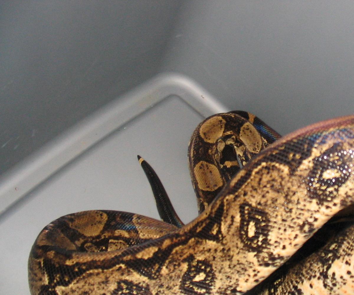 side veiw of laddertail boa