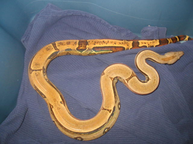 weiss boa 6-22-06