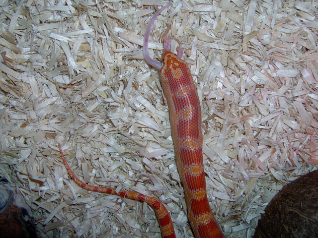 Albino with mouse